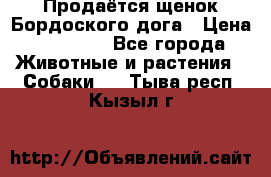 Продаётся щенок Бордоского дога › Цена ­ 37 000 - Все города Животные и растения » Собаки   . Тыва респ.,Кызыл г.